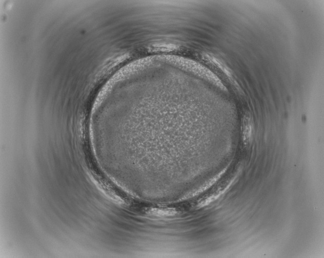 X0000087670455200705251623