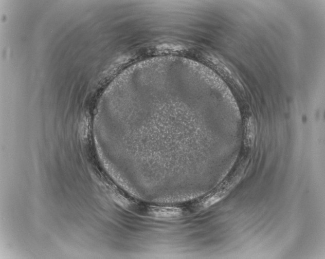 X0000087670463200705251623