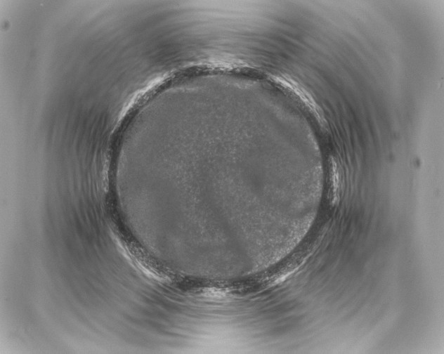 X0000087670496200705251622