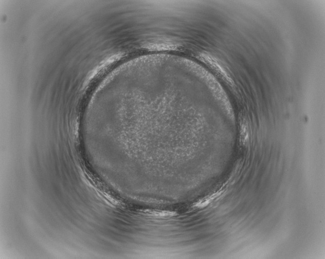 X0000087670539200705251621