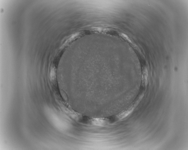 X0000087670623200705251620