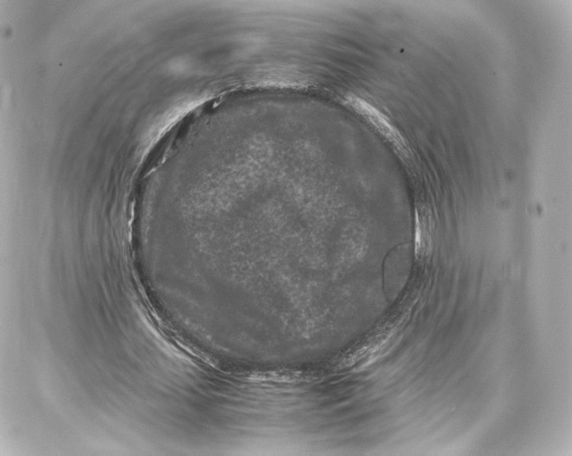 X0000087670627200705251619