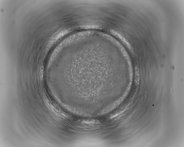 X0000087670631200705251620