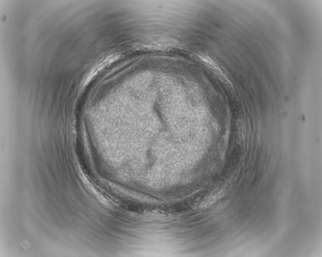 X0000087670634200705251620