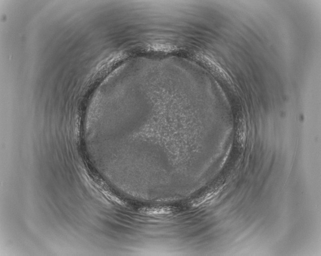 X0000087670639200705251620