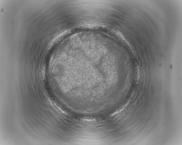 X0000087670640200705251620