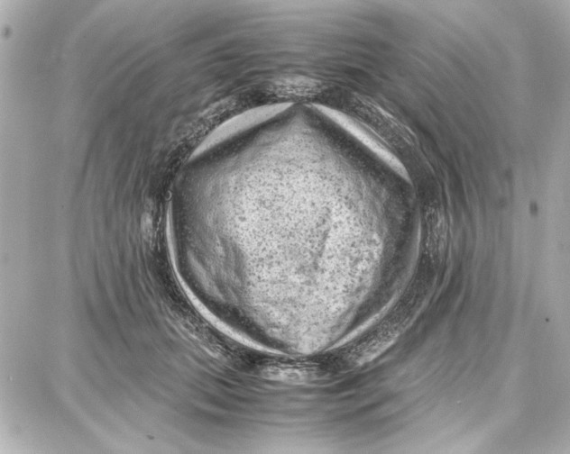 X0000087670655200705251620