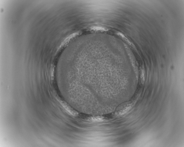 X0000087670668200705251620