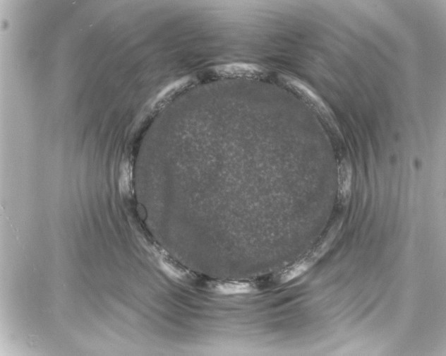 X0000087670669200705251620