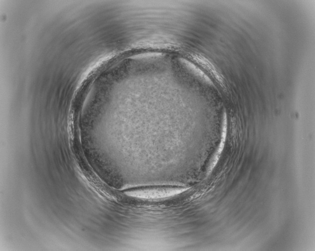 X0000087670680200705251619