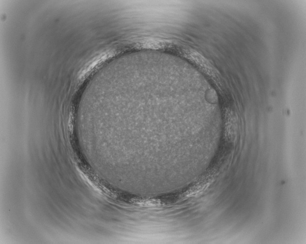 X0000087670683200705251619