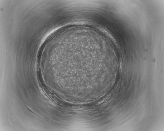 X0000087670724200705251618