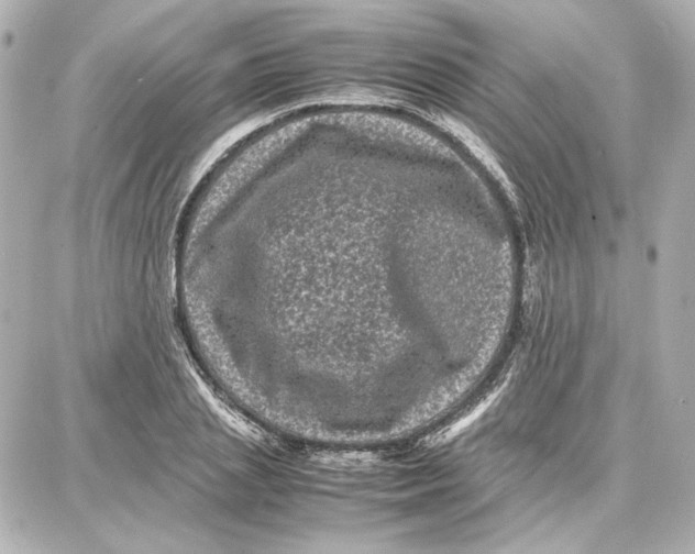 X0000087670837200705251617