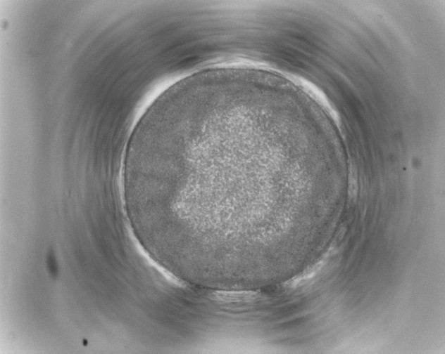 X0000087670863200705251617