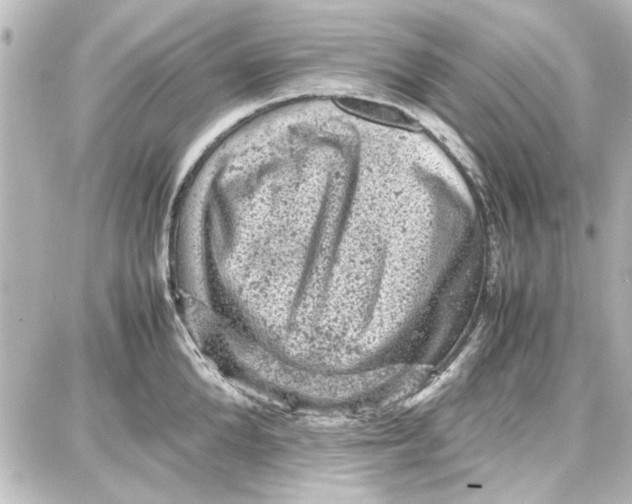 X0000087670904200705251616