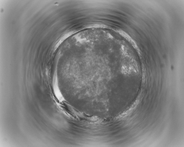 X0000087670945200705251615