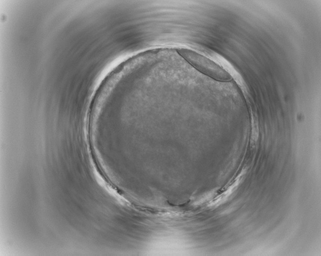 X0000087670958200705251615