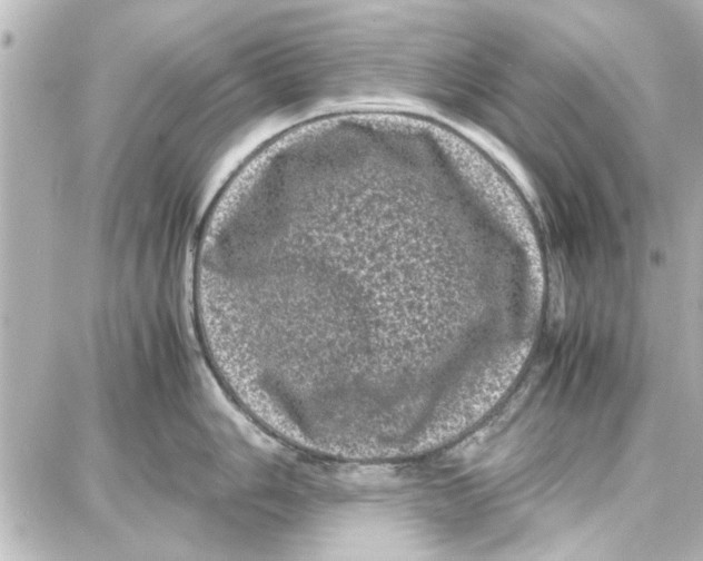 X0000087671006200705251614