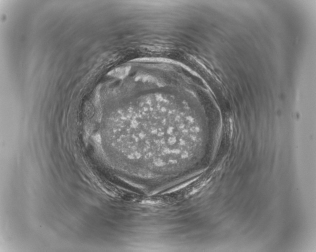 X0000087671009200705251613