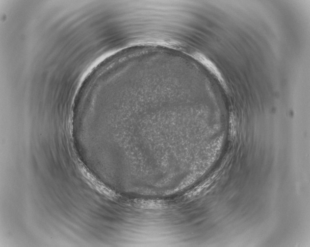 X0000087671020200705251613