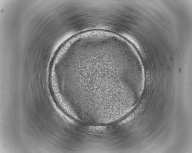 X0000087671135200705251612