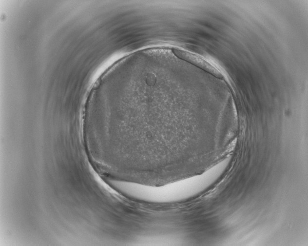 X0000087671151200705251612