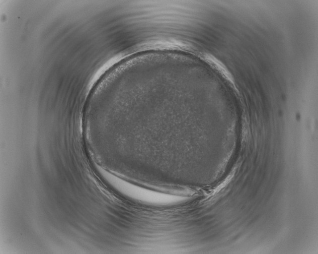 X0000087671226200705251610