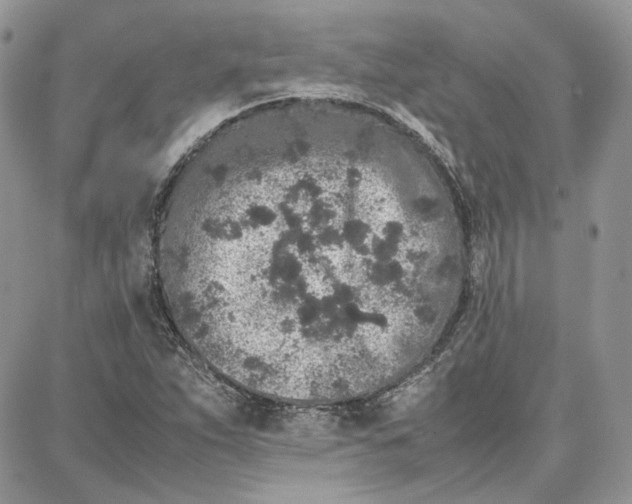 X0000087671263200705251610