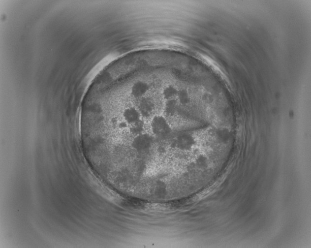 X0000087671275200705251610