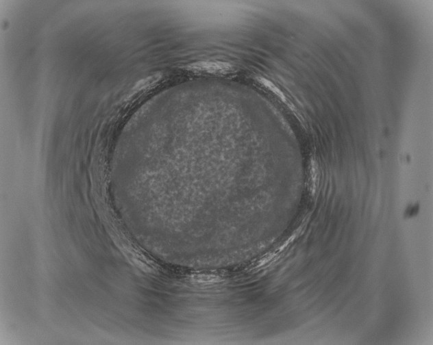 X0000087671297200705251608