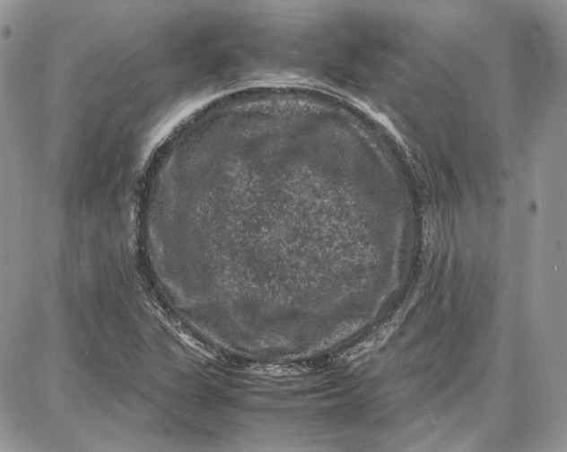 X0000087671311200705251609