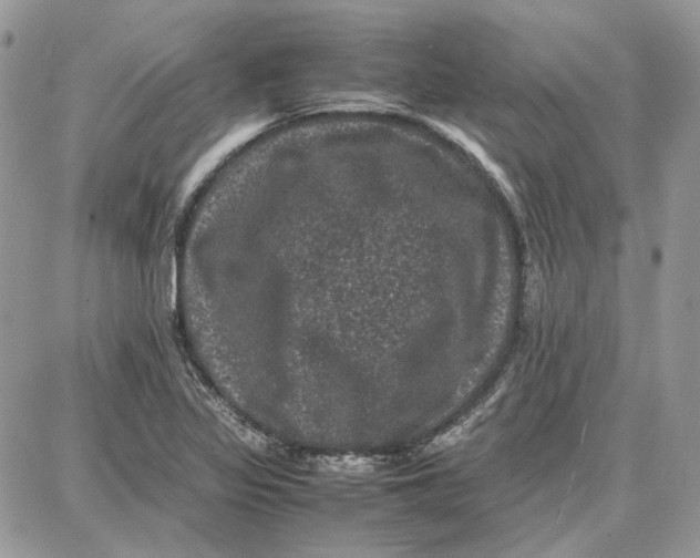 X0000087671317200705251609