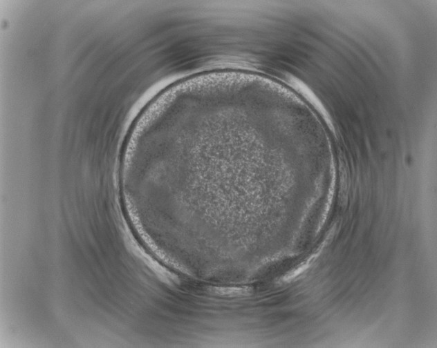 X0000087671339200705251609