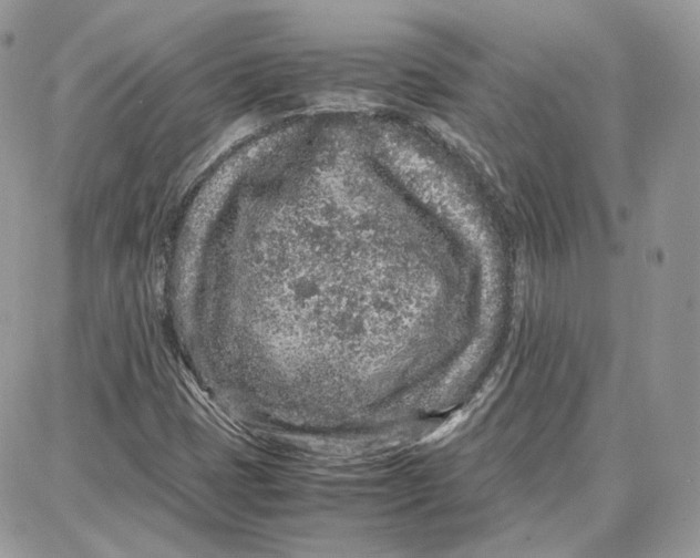 X0000087671401200705251607