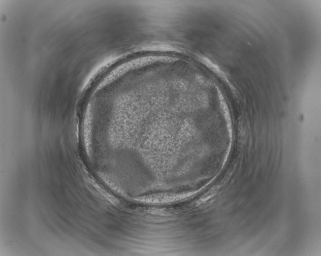 X0000087671408200705251607