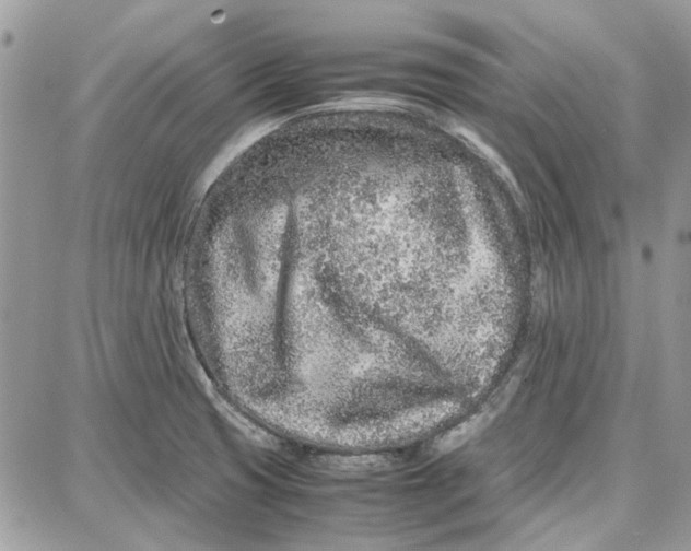 X0000087671425200705251607