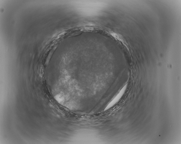 X0000087671445200705251607