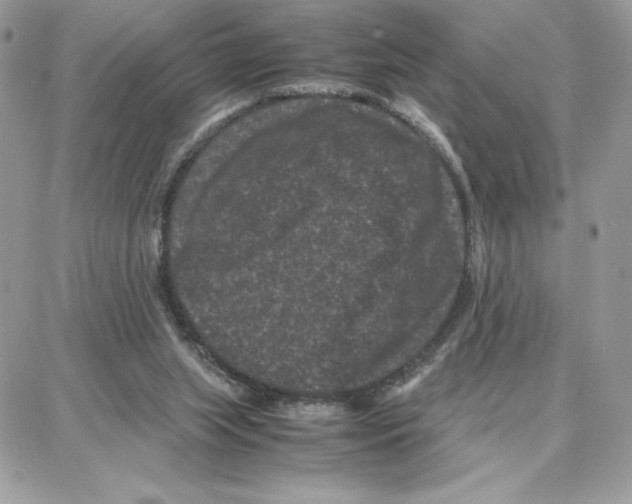 X0000087670063200706011639