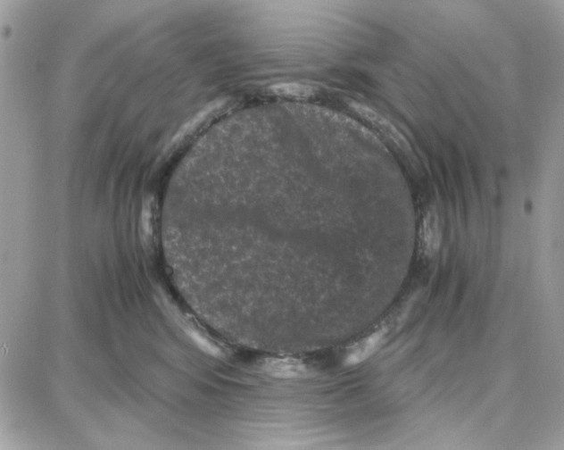 X0000087670424200706011634