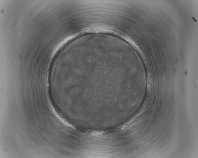 X0000087670438200706011633