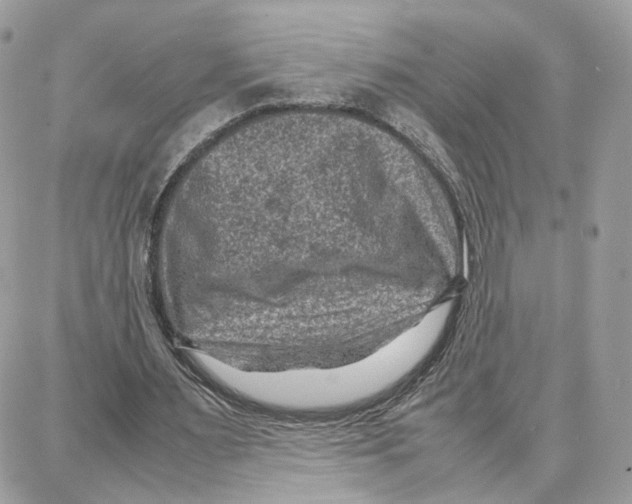 X0000087670483200706011633