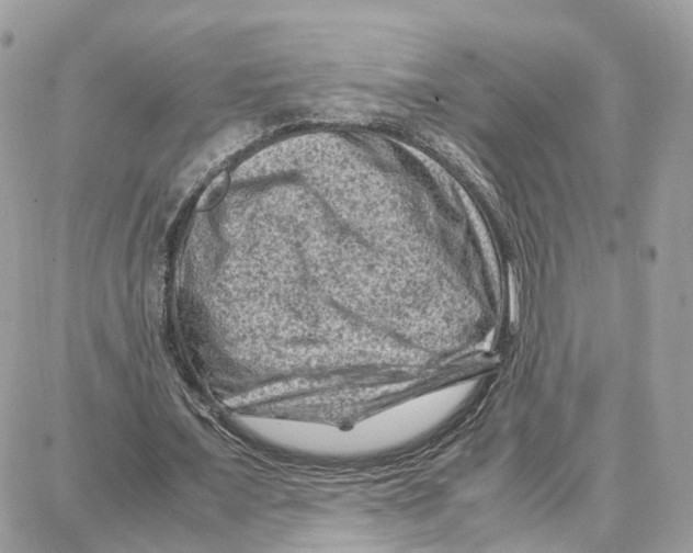 X0000087670675200706011630