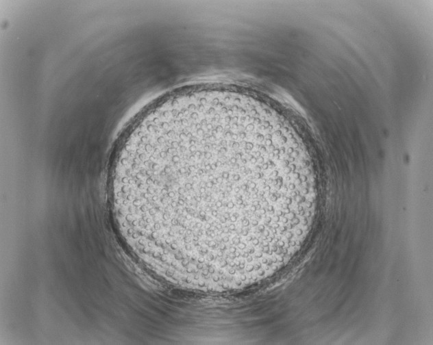 X0000087671216200706011621