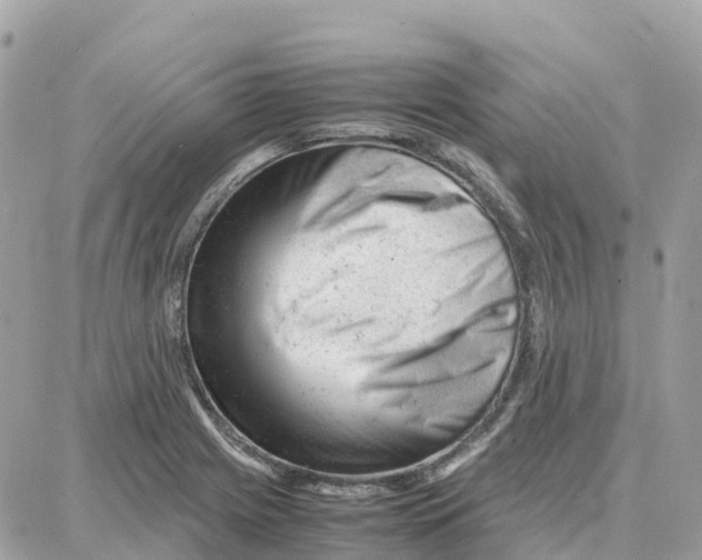 X0000087671225200706011621