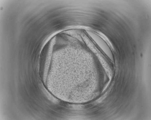 X0000087671244200706011621