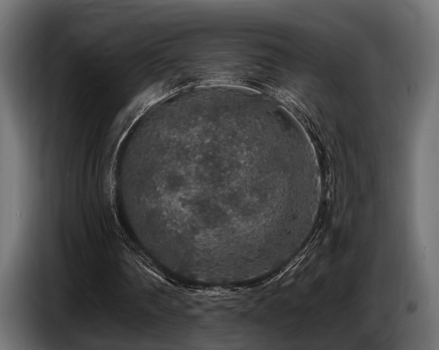 X0000087680290200705041034