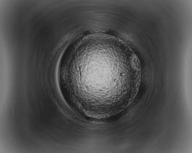 X0000087680742200705041028