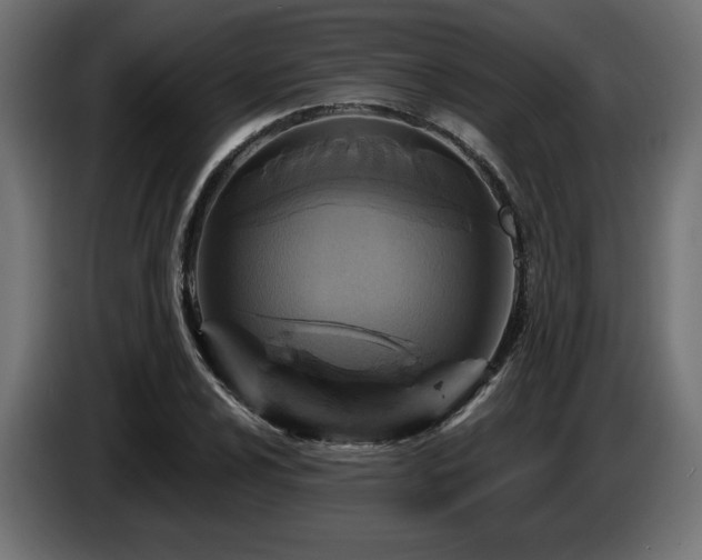 X0000087681024200705041025