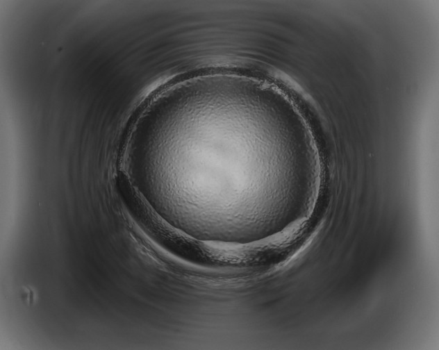 X0000087681025200705041025