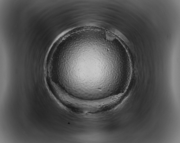 X0000087681028200705041025